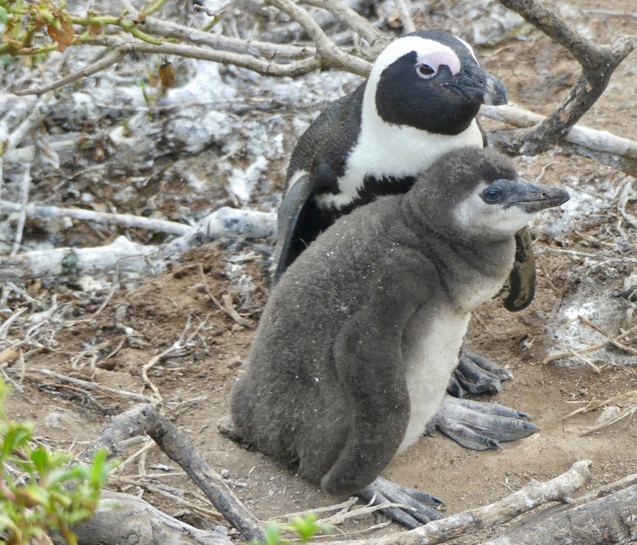 Parent and baby African Penguin